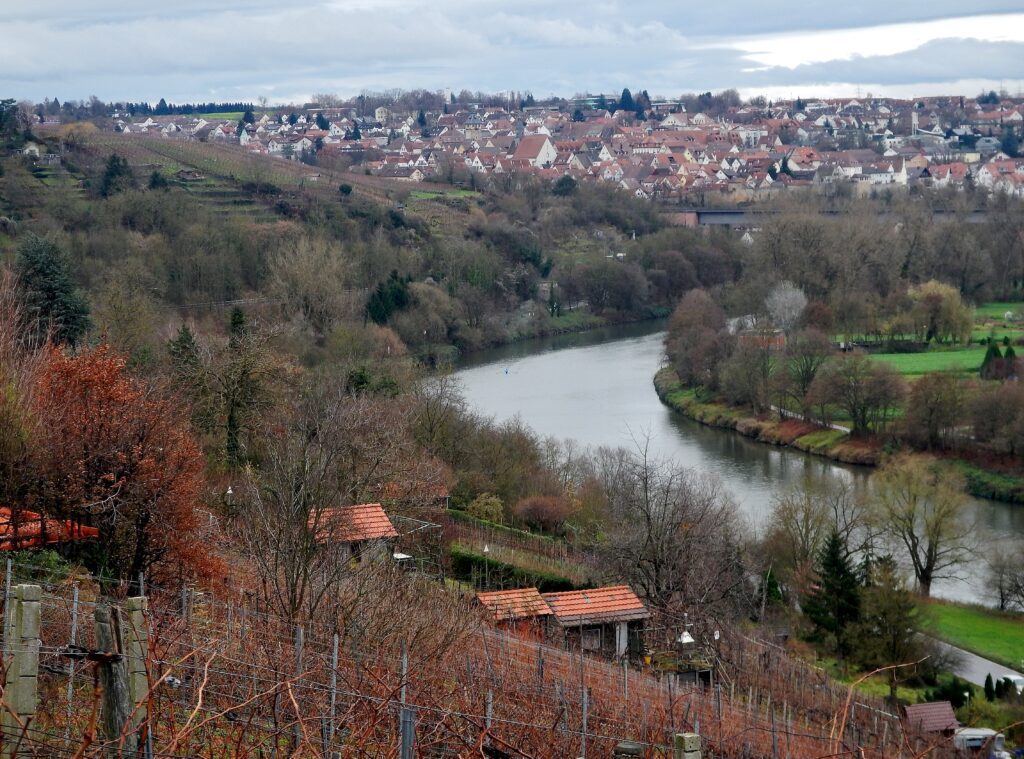 Weinanbau Neckartal
